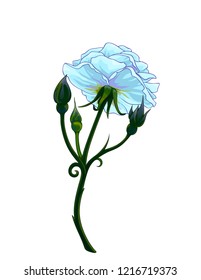Isolated vector realistic rose with some buds, view from below.