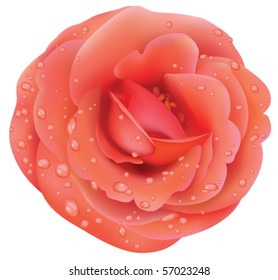 Isolated vector rose flower