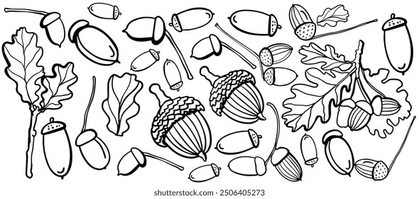 Isolated vector set of acorn, oak leaf. Acorn branch on the white background. Autimn collection. Braun. 