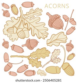 Conjunto de Vector aislado de bellota, hoja de roble. Rama de bellota sobre el fondo blanco. Colección de otoño. Braun. 