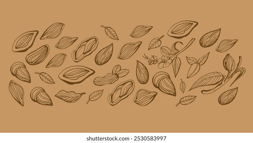 Isolated vector set of almond nuts on dark background. Hand drawn.