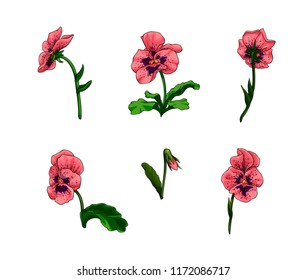 Isolated vector set of colorful pansy flowers.Hand drawn viola tricolor flowers from different point of view.