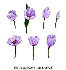 Isolated vector set of colorful realistic tulips with black outline