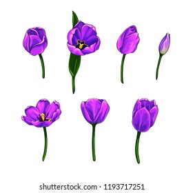 Isolated vector set of colorful realistic tulips with black outline