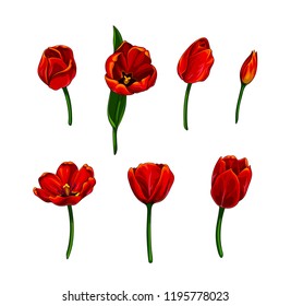 Isolated vector set of colorful realistic tulips with black outline
