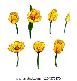 Isolated vector set of colorful realistic tulips with black outline