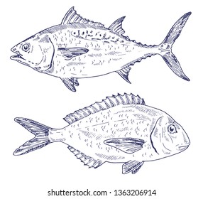 Isolated vector set of fish: gilt-head bream (dorado), tuna. Hand drawing black and white marine illustration. Vintage sketch