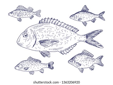 Isolated vector set of fish: gilt-head bream (dorado), ruffe, European carp, roach, carassius. Hand drawing black and white marine illustration. Vintage sketch