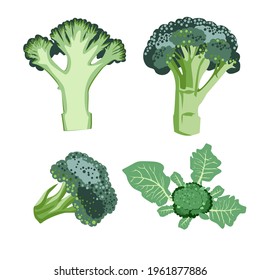 Isolated vector set of green Broccoli cabbage on the stem. Healthy vegetarian food. Illustration on a white background