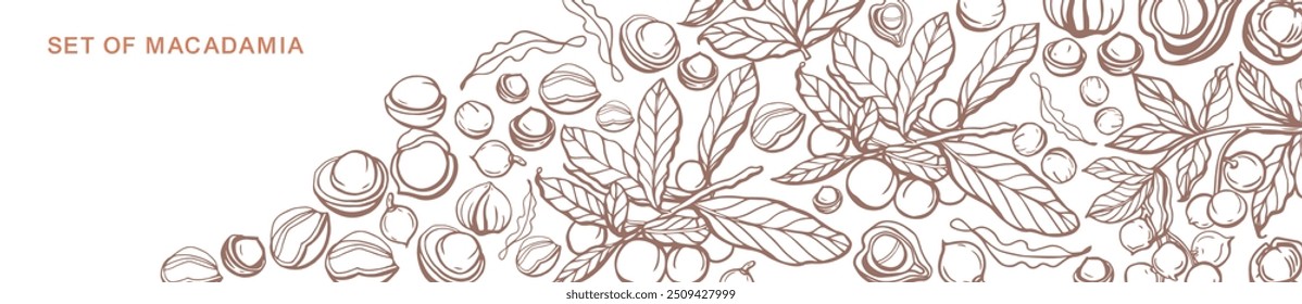 Conjunto de Vector aislado de macadamia en estilo vintage. Hojas de macadamia dibujadas a mano y colección natural de trozos de nueces de alimentos saludables. Patrón. Ilustración vectorial de refrigerios dietéticos.