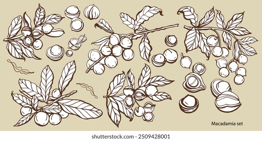 Conjunto de Vector aislado de macadamia en estilo vintage. Hojas de macadamia dibujadas a mano y colección natural de trozos de nueces de alimentos saludables. Patrón. Ilustración vectorial de refrigerios dietéticos.