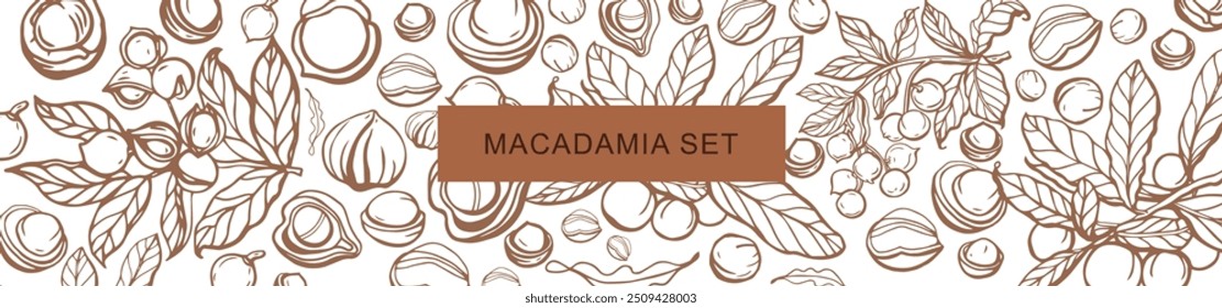 Isolated vector set of macadamia in vintage style. Hand drawn macadamia leaves and natural healthy food nut pieces collection. Pattern. Diet snack vector illustration.