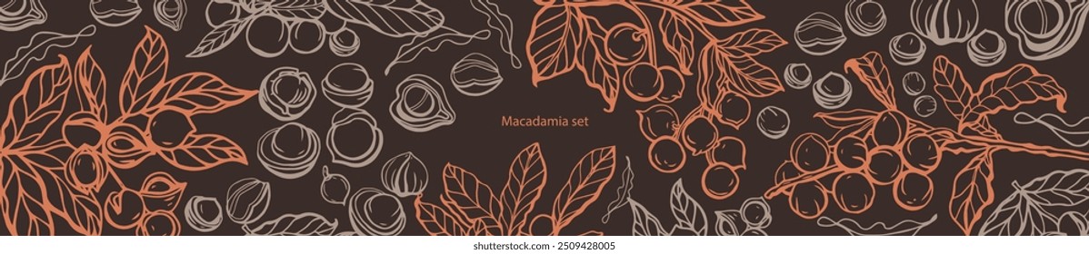 Isolated vector set of macadamia in vintage style. Hand drawn macadamia leaves and natural healthy food nut pieces collection. Pattern. Diet snack vector illustration.