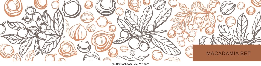 Isolated vector set of macadamia in vintage style. Hand drawn macadamia leaves and natural healthy food nut pieces collection. Pattern. Diet snack vector illustration.