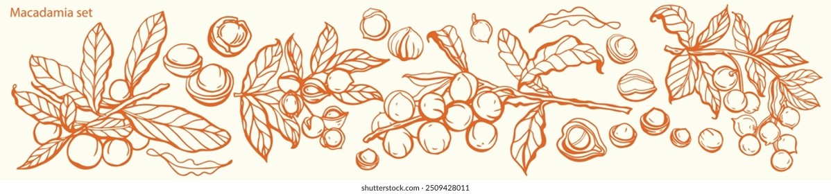 Vetor isolado conjunto de macadâmia em estilo vintage. Folhas de macadâmia desenhadas à mão e coleção de peças de noz alimentar saudável natural. Padrão. Ilustração de vetor de aperitivo de dieta.