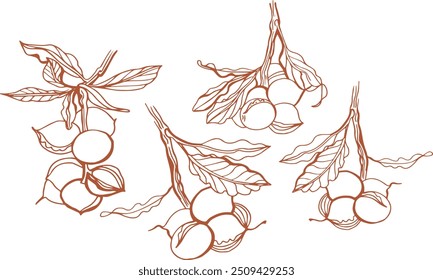 Isolated vector set of macadamia in vintage style. Hand drawn macadamia leaves and natural healthy food nut pieces collection. Pattern. Diet snack vector illustration.	
