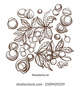 Vetor isolado conjunto de macadâmia em estilo vintage. Folhas de macadâmia desenhadas à mão e coleção de peças de noz alimentar saudável natural. Padrão. Ilustração de vetor de aperitivo de dieta.	