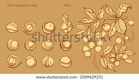 Isolated vector set of macadamia in vintage style. Hand drawn macadamia leaves and natural healthy food nut pieces collection. Pattern. Diet snack vector illustration.	