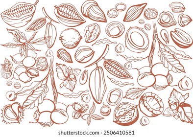 Isolated vector set of nuts on white background.Peanuts, cashews, walnuts, hazelnuts, cocoa, almonds, chestnut.Seeds collection. Vector hand drawn objects. Set of vector various nuts in vintage style.