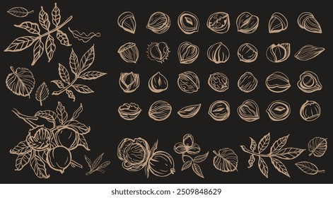 Isolated vector set of nuts on dark background.Nuts and seeds collection.Hand drawn objects.Peanuts, cashews, walnuts, hazelnuts,cocoa, almonds, chestnut, pine nut, nutmeg, peanut, macadamia, coconut.