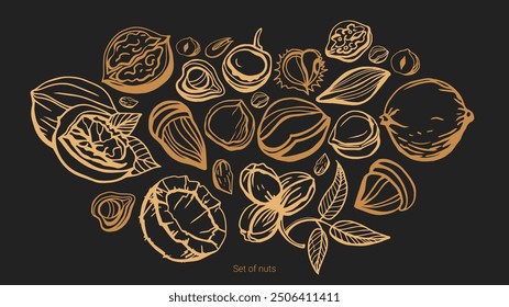 Isolated vector set of nuts. Seeds collection. Hand drawn. Dark background. Peanuts, cashews, walnuts, hazelnuts, cocoa, almonds, chestnut, pine nut, nutmeg, peanut, macadamia, coconut, pistachios.
