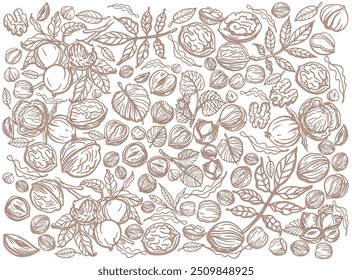 Isolated vector set of nuts. Nuts and seeds collection. Vector hand drawn objects. Peanuts, cashews, walnuts, hazelnuts, cocoa, almonds, chestnut, pine nut, nutmeg, peanut, macadamia, coconut.