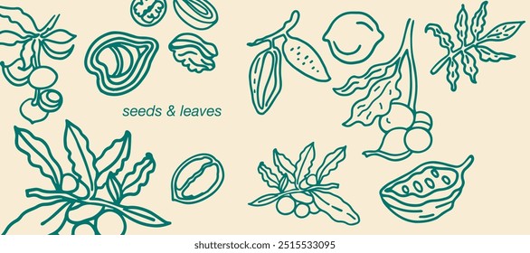 Isolated vector set of nuts. Nuts and seeds collection. Vector hand drawn objects. Peanuts, cashews, walnuts, hazelnuts, cocoa, almonds, chestnut, pine nut, nutmeg, peanut, macadamia, coconut.