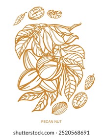 Isolated vector set of pecan. Nuts. Hand drawn plant, branch, nuts, leaf on a white background. Brown and warm colors.
