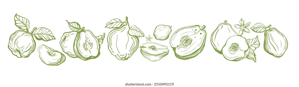 Isolated vector set of quince, fruit, twigs with leaves on a white and yellow background. Lemon color. Vintage vector template design. Hand drawn set of fruits illustrations. Exotic fruits.