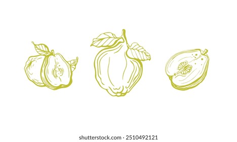 Isolated vector set of quince, fruit, twigs with leaves on a white and yellow background. Lemon color. Vintage vector template design. Hand drawn set of fruits illustrations. Exotic fruits.