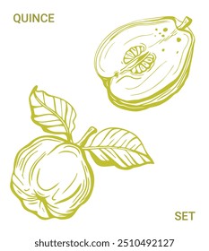 Isolated vector set of quince, fruit, twigs with leaves on a white and yellow background. Lemon color. Vintage vector template design. Hand drawn set of fruits illustrations. Exotic fruits.