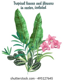 einzelne Vektorset aus tropischen Blättern und orchiden Blumen, Bananen- und Palmenblätter, Orchideenpflanzen, Dschungelblätter auf weißem Hintergrund