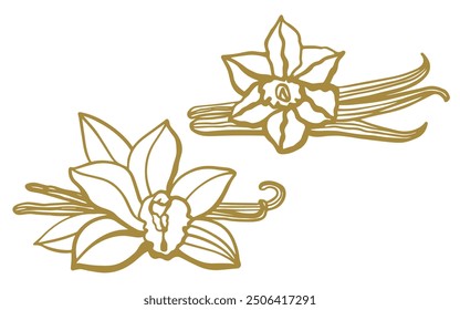 	
Isolated vector set of vanilla. Vanilla sticks, vanilla flower and pods. Aroma, food. Hand drawn. Vector hand drawn illustration of orchid Flower and pods on isolated background.