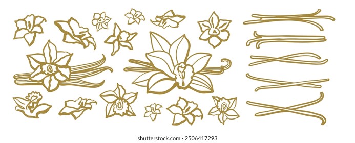 	
Isolated vector set of vanilla. Vanilla sticks, vanilla flower and pods. Aroma, food. Hand drawn. Vector hand drawn illustration of orchid Flower and pods on isolated background.