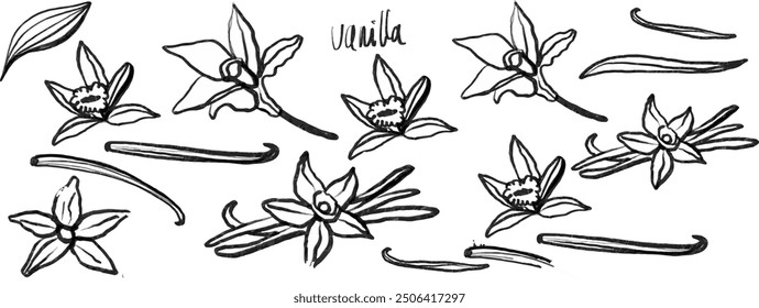 	
Isolated vector set of vanilla. Vanilla sticks, vanilla flower and pods. Aroma, food. Hand drawn. Vector hand drawn illustration of orchid Flower and pods on isolated background.