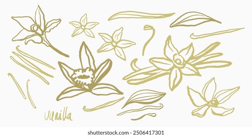 	
Isolated vector set of vanilla. Vanilla sticks, vanilla flower and pods. Aroma, food. Hand drawn. Vector hand drawn illustration of orchid Flower and pods on isolated background.