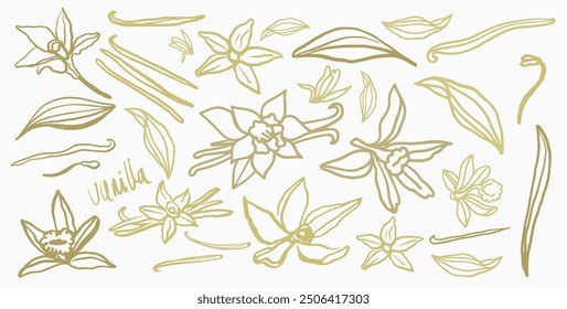 	
Isolated vector set of vanilla. Vanilla sticks, vanilla flower and pods. Aroma, food. Hand drawn. Vector hand drawn illustration of orchid Flower and pods on isolated background.