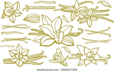 	
Isolated vector set of vanilla. Vanilla sticks, vanilla flower and pods. Aroma, food. Hand drawn. Vector hand drawn illustration of orchid Flower and pods on isolated background.