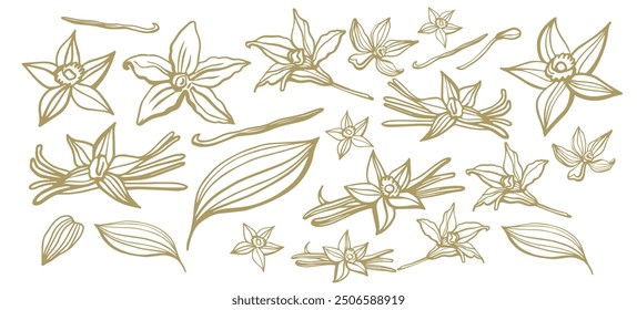 Isolated vector set of vanilla. Vanilla sticks, vanilla flower and pods. Aroma, food. Hand drawn. Vector hand drawn illustration of orchid Flower and pods on isolated background.