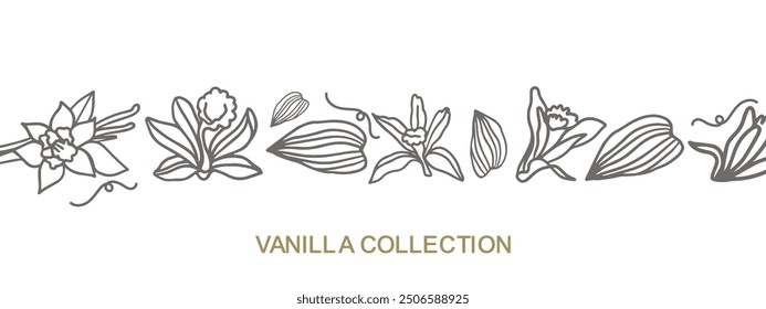 Isolated vector set of vanilla. Vanilla sticks, vanilla flower and pods. Aroma, food. Hand drawn. Vector hand drawn illustration of orchid Flower and pods on isolated background.