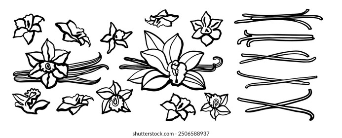 Vanille-Vektorgrafik einzeln. Vanillestäbchen, Vanilleblüten und Kapseln. Aroma, Essen. Handgezeichnet. Vektorhandgezeichnete Illustration von Orchidee, Blumen und Hülsen auf isoliertem Hintergrund.