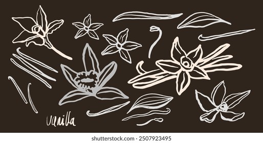 Isolated vector set of vanilla. Vanilla sticks, vanilla flower and pods. Aroma, food. Hand drawn. Vector hand drawn illustration of orchid Flower and pods on isolated background.