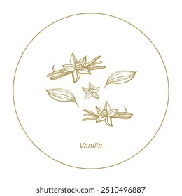 Isolated vector set of vanilla. Vanilla sticks, vanilla flower and pods. Aroma, food. Hand drawn. Vector hand drawn illustration of orchid Flower and pods on isolated background.