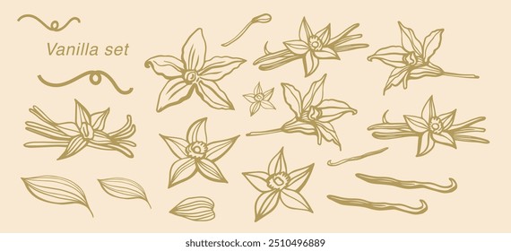 Isolated vector set of vanilla. Vanilla sticks, vanilla flower and pods. Aroma, food. Hand drawn. Vector hand drawn illustration of orchid Flower and pods on isolated background.