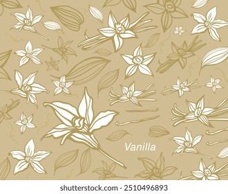 Isolated vector set of vanilla. Vanilla sticks, vanilla flower and pods. Aroma, food. Hand drawn. Vector hand drawn illustration of orchid Flower and pods on isolated background.