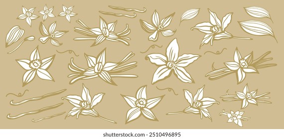 Isolated vector set of vanilla. Vanilla sticks, vanilla flower and pods. Aroma, food. Hand drawn. Vector hand drawn illustration of orchid Flower and pods on isolated background.