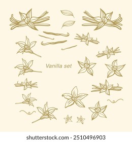 Isolated vector set of vanilla. Vanilla sticks, vanilla flower and pods. Aroma, food. Hand drawn. Vector hand drawn illustration of orchid Flower and pods on isolated background.