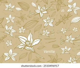 Vetor isolado de baunilha. Varas de baunilha, flor de baunilha e vagens. Aroma, comida. Mão desenhada. Vetor mão desenhada ilustração de orquídea Flor e vagens em fundo isolado.