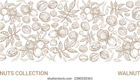 Isolated vector set of walnuts in vintage style. Hand drawn leaves and natural healthy food nut pieces collection. Pattern. Diet snack vector illustration. Ingredient for nut butter and paste.
