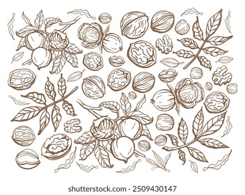 Vetor isolado conjunto de nozes em estilo vintage. Folhas desenhadas à mão e coleta de peças de noz alimentar saudável natural. Ilustração de vetor de aperitivo de dieta. Ingrediente para manteiga de noz e pasta. Plano de fundo claro
